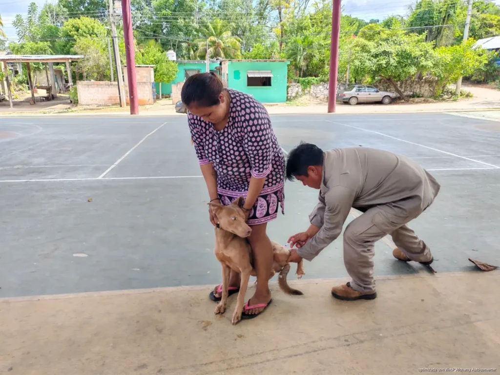 José María Morelos amplía campaña antirrábica gratuita ante escasa respuesta de dueños de mascotas José María Morelos amplía campaña antirrábica gratuita ante escasa respuesta de dueños de mascotas