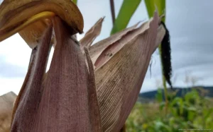 Sequía en José María Morelos deja pérdidas en milpas y productores siguen sin censo de daños Sequía en José María Morelos deja pérdidas en milpas y productores siguen sin censo de daños