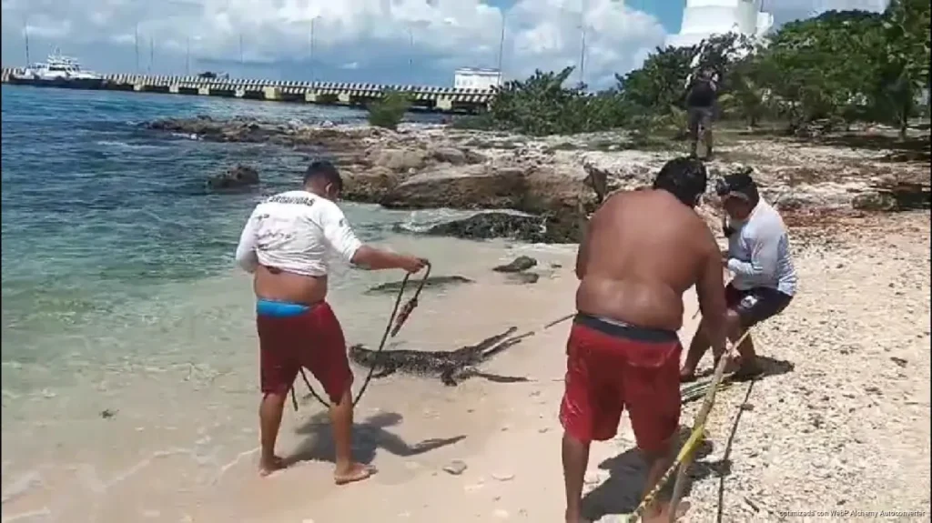 Aumentan avistamientos de cocodrilos en Cozumel por lluvias y cambios en su hábitat