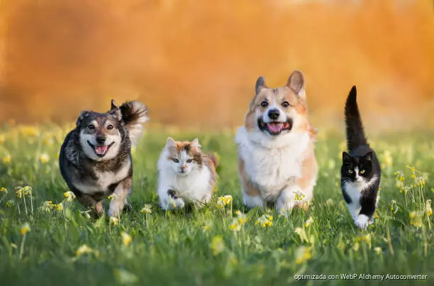 Una ley para los animales que se está quedando en el papel Una ley para los animales que se está quedando en el papel