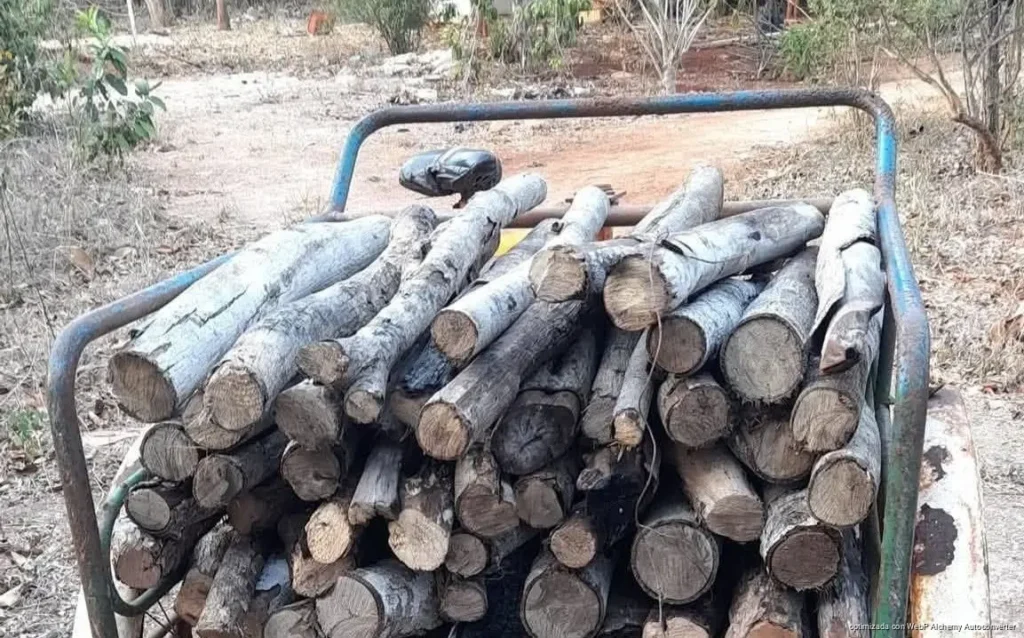 Leñadores de José María Morelos recorren más kilómetros ante la escasez de madera seca Leñadores de José María Morelos recorren más kilómetros ante la escasez de madera seca