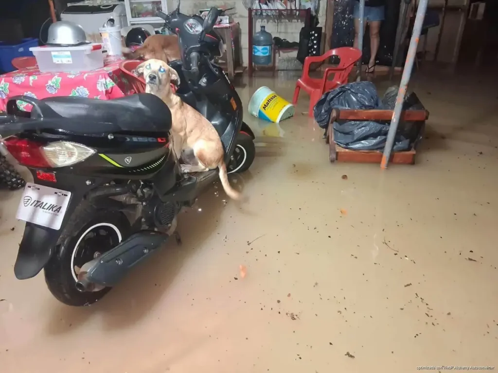 Pavimentación agrava inundaciones en viviendas de Bacalar tras las lluvias