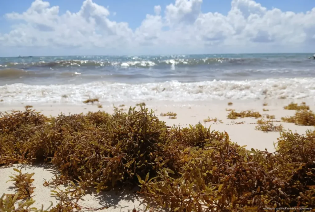 Playa del Carmen busca inversión millonaria para convertir sargazo en energía y fertilizantes Playa del Carmen busca inversión millonaria para convertir sargazo en energía y fertilizantes