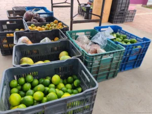 Maíz y frijol pierden terreno ante cultivos comerciales en José María Morelos