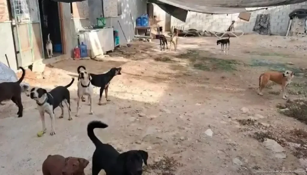 Detectan gusano barrenador en dos perros y un caballo en Tulum