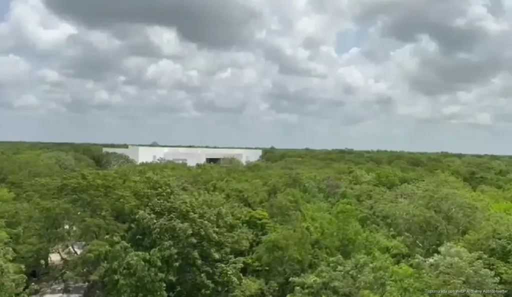 Cinco zonas de Playa del Carmen pierden selva urbana ante el avance de construcciones Cinco zonas de Playa del Carmen pierden selva urbana ante el avance de construcciones