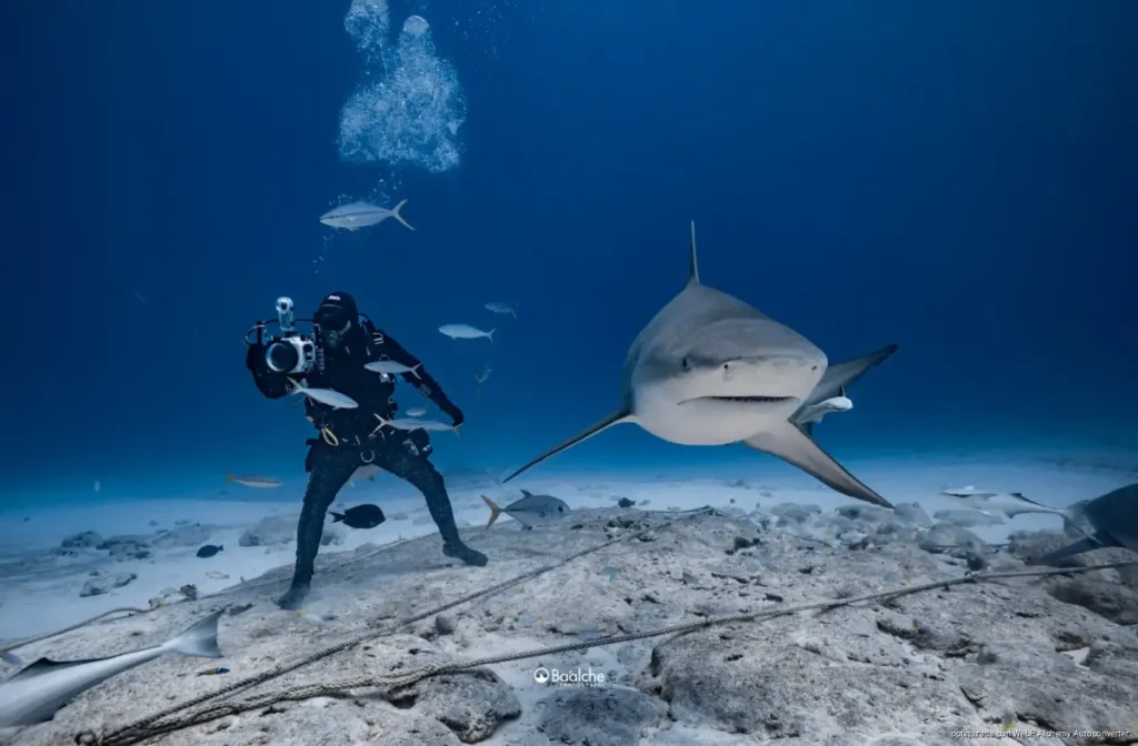 Playa del Carmen destaca por la reproducción del tiburón toro y obtiene reconocimiento internacional Playa del Carmen destaca por la reproducción del tiburón toro y obtiene reconocimiento internacional