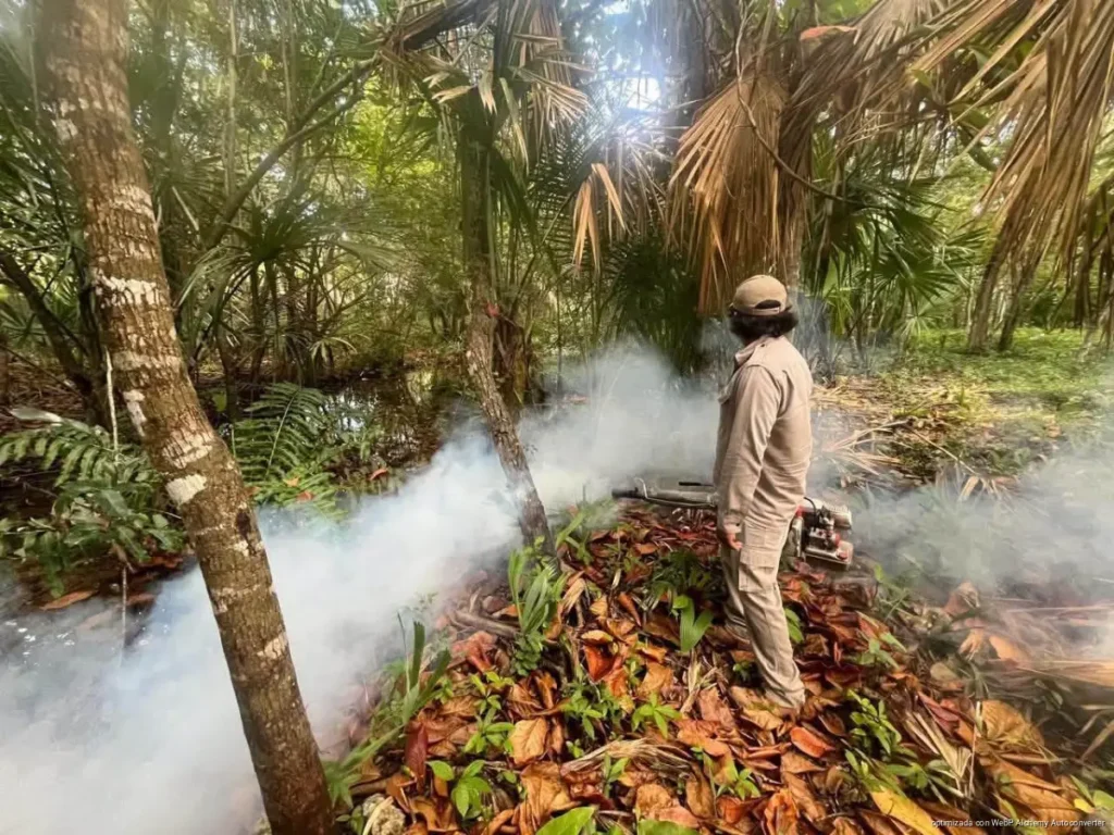 Playa del Carmen reporta casos sospechosos de dengue y refuerza la prevención