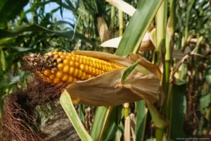 Preparaciones de maíz nuevo mantienen viva la tradición maya en Lázaro Cárdenas