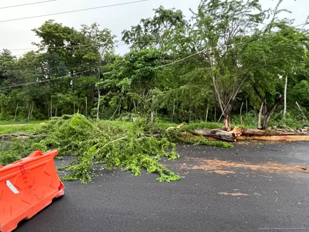 Camión de carga causa apagón en Cancún tras impactar un poste y derribar un árbol