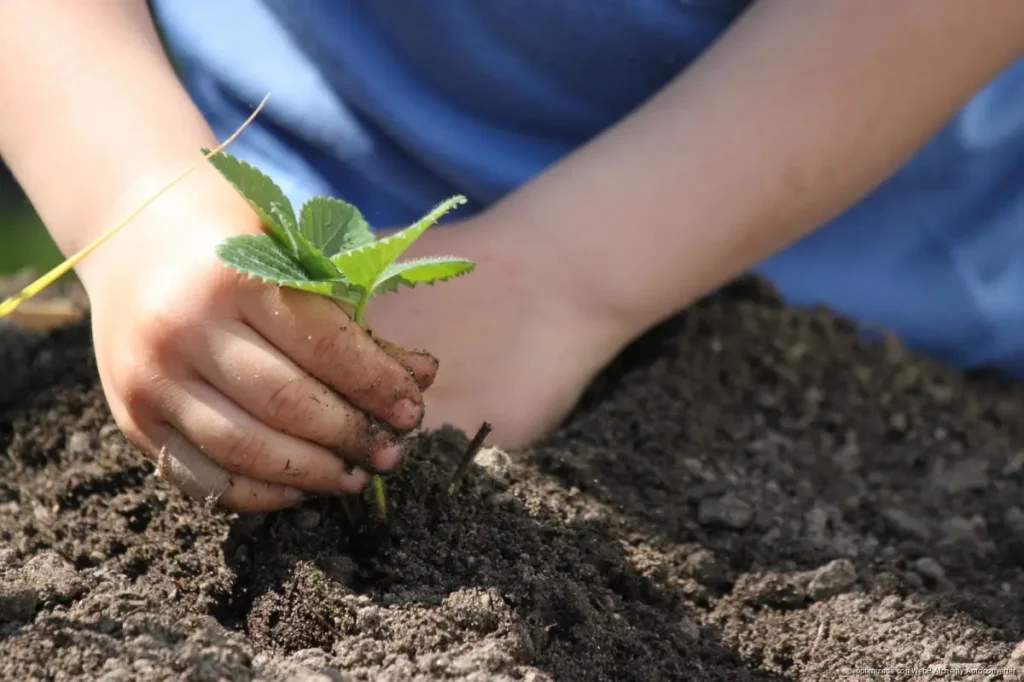 Partería maya y plantas medicinales despiertan interés entre jóvenes de Solferino Partería maya y plantas medicinales despiertan interés entre jóvenes de Solferino