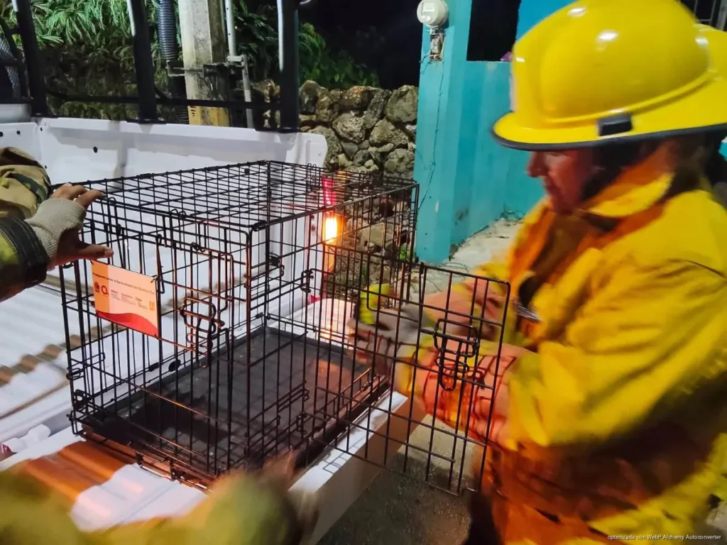 Rescatan tucán tras chocar contra una ventana en Felipe Carrillo Puerto