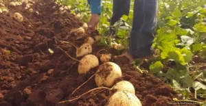 Jícama y frijol Tsama’ bu’ul generan ingresos para familias de la zona maya Jícama y frijol Tsama’ bu’ul generan ingresos para familias de la zona maya