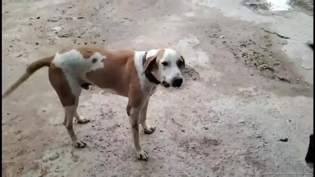 Activan en Tulum protocolo sanitario tra denuncias por ataques de perros