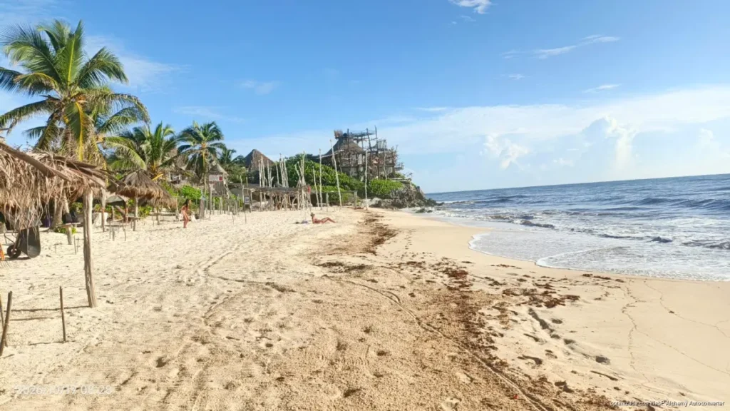 Sargazo disminuye en Tulum, pero Playa Las Palmas mantiene baja afluencia Sargazo disminuye en Tulum, pero Playa Las Palmas mantiene baja afluencia