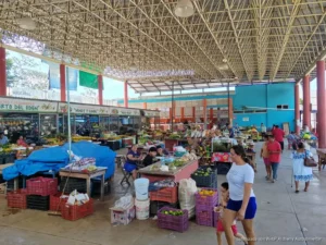 Camote a 900 pesos por caja complica las ofrendas del Hanal Pixán Camote a 900 pesos por caja complica las ofrendas del Hanal Pixán
