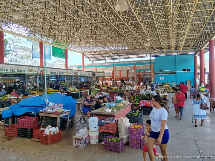 Camote a 900 pesos por caja complica las ofrendas del Hanal Pixán Camote a 900 pesos por caja complica las ofrendas del Hanal Pixán