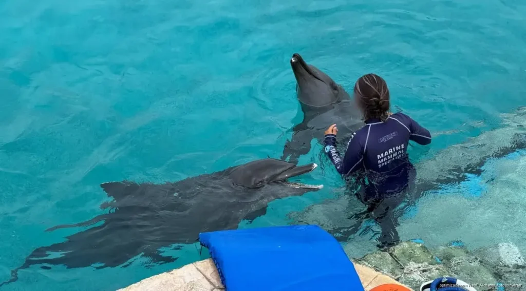 Delfines en Ventura Park no podrían ser trasladados por su delicado estado de salud