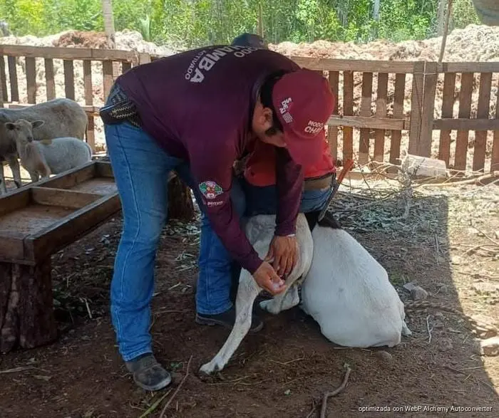Gusano barrenador acapara las consultas veterinarias en Playa del Carmen pese a la caída de casos Gusano barrenador acapara las consultas veterinarias en Playa del Carmen pese a la caída de casos