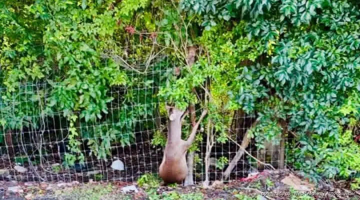 Rescatan a venado atrapado en reja de Playacar tras reportes en redes sociales Rescatan a venado atrapado en reja de Playacar tras reportes en redes sociales