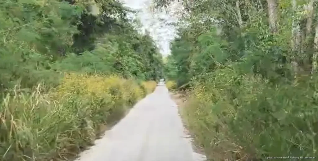 Maleza en caminos de José María Morelos reduce visibilidad y complica el tránsito de volquetes Maleza en caminos de José María Morelos reduce visibilidad y complica el tránsito de volquetes