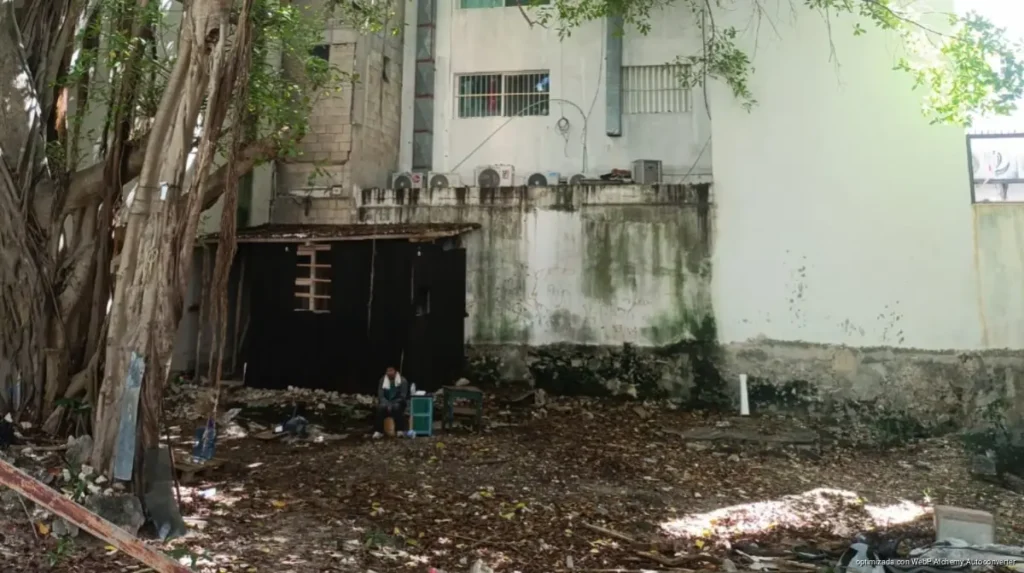 Exigen vecinos de Zazil-Ha frenar retiro de dos árboles de más de 80 años