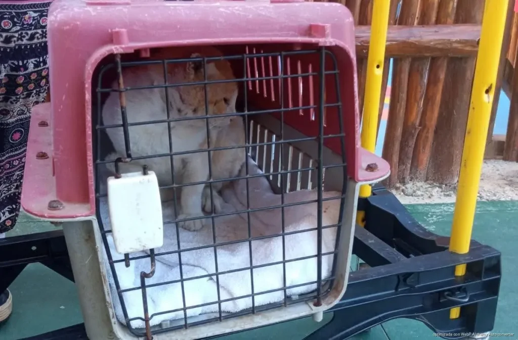 Refuerzan cuidado animal en Playa del Carmen y piden vigilar las adopciones